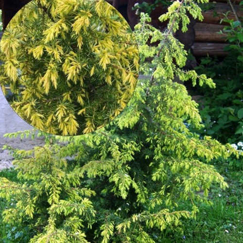 Juniperus communis 'Schneverdinger Goldmachangel' - Harilik kadakas 'Schneverdinger Goldmachangel' C1/1L